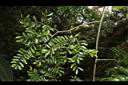 翼核木00.JPG
