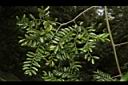 翼核木02.JPG