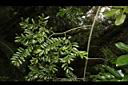 翼核木05.JPG