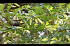 翼核木-實01.JPG