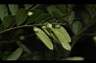 翼核木-實09.JPG