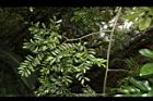 翼核木06.JPG
