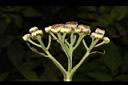 翼莖闊苞菊-果序27.JPG