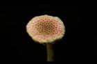 翼莖闊苞菊-花19.JPG