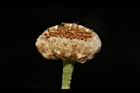 翼莖闊苞菊-花27.JPG