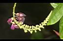 老荊藤-花08.JPG