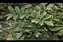 老荊藤-葉01.JPG