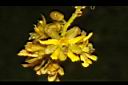 老虎心-花04.JPG