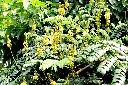 老虎心-花序00.JPG