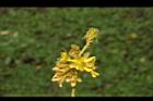老虎心-花序07.JPG