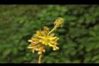 老虎心-花序08.JPG