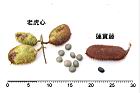 老虎心-蓮實藤03.JPG