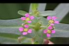 耳葉水莧菜-花14.JPG