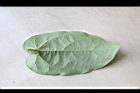 耳葉馬兜鈴-葉背1.jpg
