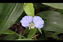 耳葉鴨跖草-花01.jpg