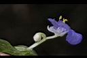 耳葉鴨跖草-花03.jpg