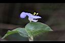 耳葉鴨跖草-苞片01.jpg