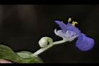 耳葉鴨跖草-花02.jpg