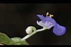 耳葉鴨跖草-花04.jpg