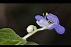 耳葉鴨跖草-花06.jpg