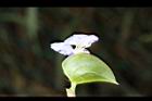 耳葉鴨跖草-苞片07.jpg