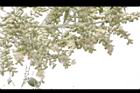 聖誕椰子-花3.jpg