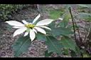 聖誕白-花3.JPG