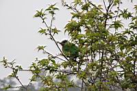 五色鳥01.JPG