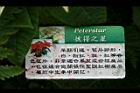 彼得之星0.jpg