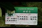 檸檬雪0.jpg