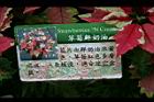 草莓鮮奶油0.jpg