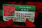 諾維亞0.jpg