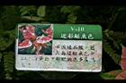 迷彩鮭魚色0.jpg