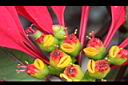 聖誕紅-雄蕊0.jpg