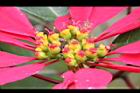 聖誕紅-雌雄蕊3.JPG