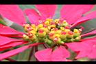 聖誕紅-雌雄蕊4.JPG