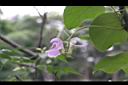 肥豬豆-花1.jpg