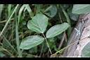 肥豬豆-葉01.jpg