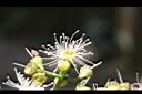 肯氏蒲桃-花0.jpg