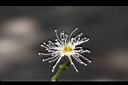 肯氏蒲桃-花5.jpg