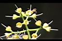 肯氏蒲桃-花柱0.jpg
