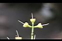 肯氏蒲桃-花柱2.jpg