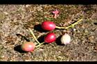 肯氏蒲桃-紅實2.jpg