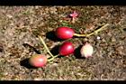 肯氏蒲桃-紅實3.jpg