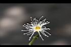 肯氏蒲桃-花4.jpg