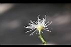 肯氏蒲桃-花6.jpg