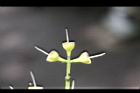 肯氏蒲桃-花柱1.jpg