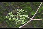 肯氏蒲桃-花苞0.jpg