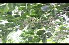 肯氏蒲桃-葉8.jpg