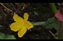 胡瓜-雌花11.JPG